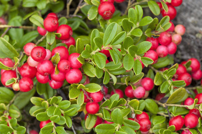 Lingonberry (Vaccinium vitis-idaea) Seeds – 50 ct