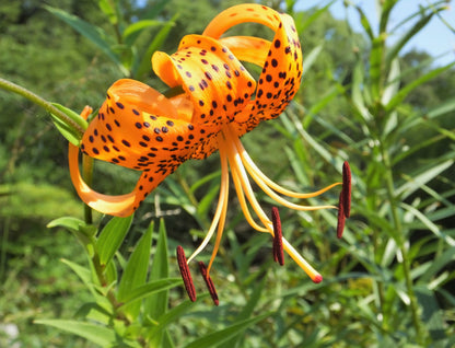 15 Western Hybrid Lily (Lillium Western Hybrids) Seeds