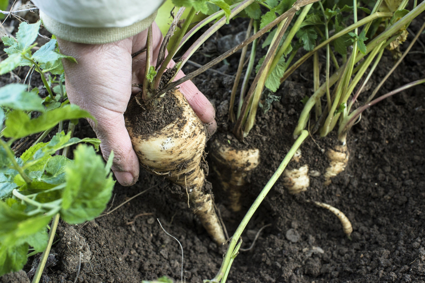 1000 All American Parsnip (Pastinaca Sativa) Seeds