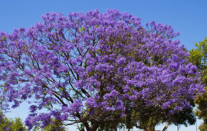 25 Blue Jacaranda Tree (Jacaranda Mimosifolia) Seeds