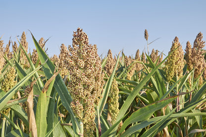 75 White Popping Sorghum (Sorghum Bicolor) Seeds