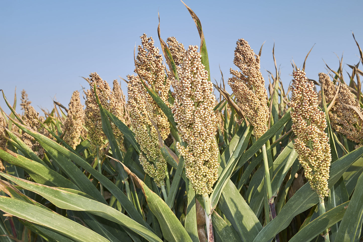 75 White Popping Sorghum (Sorghum Bicolor) Seeds