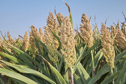75 White Popping Sorghum (Sorghum Bicolor) Seeds