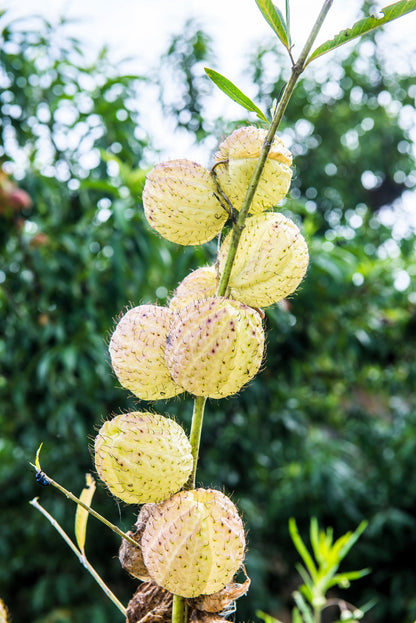 10 Balloon Milkweed (Asclepias Gomphocarpus Physocarpus) Seeds