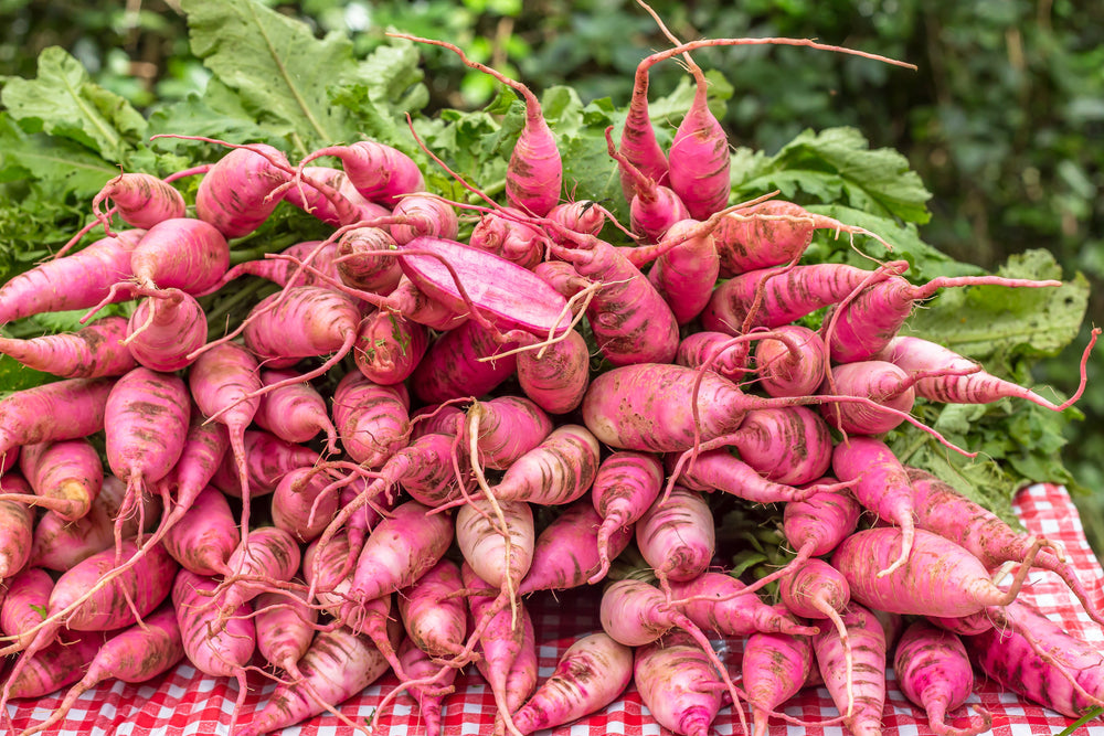 100 China Rose Radish (Raphanus Sativus) Seeds