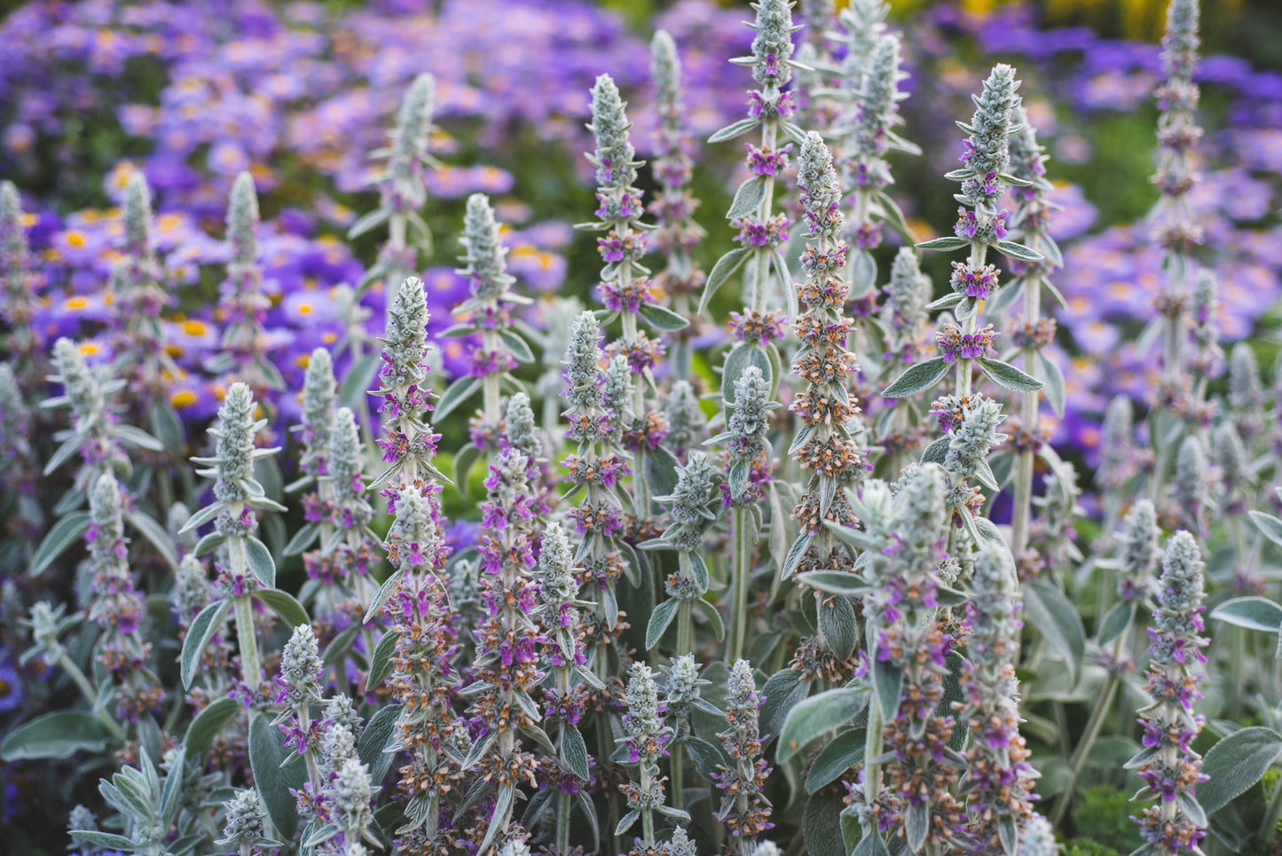100 Woolly Lamb's Ear (Stachys Byzantina) Seeds
