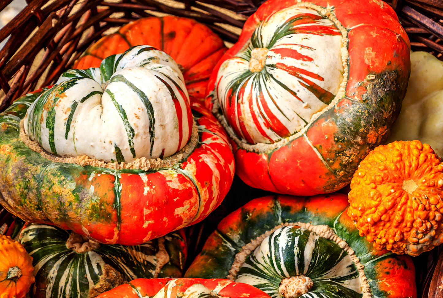 10 American Turks Turban Squash (Cucurbita Maxima) Seeds