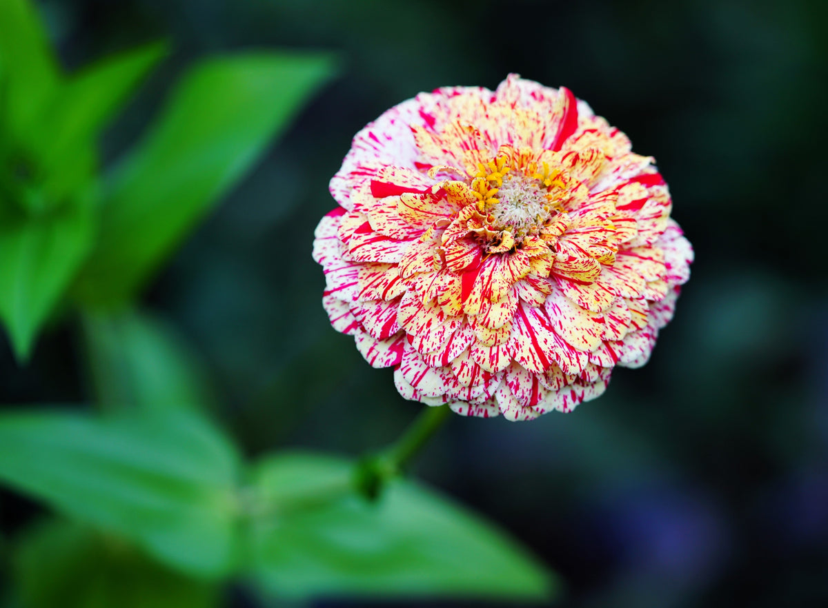 Candy Stripe Zinnia Mix (Zinnia elegans) Seeds – 150 ct