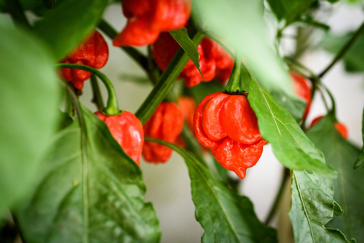 10 Red Carolina Reaper Pepper (Capsicum Chinense) Seeds