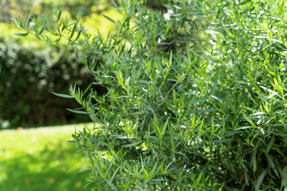 100 Tarragon (Artemisia Dracunculus) Seeds