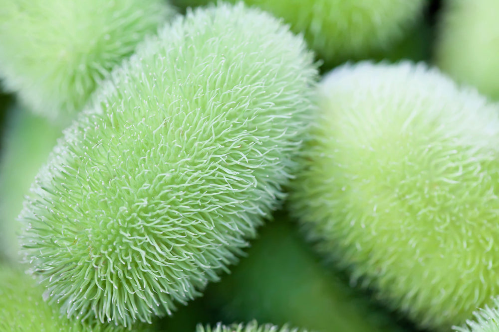 10 Wooly Bear Gourd (Cucumis Dipsaceus) Seeds