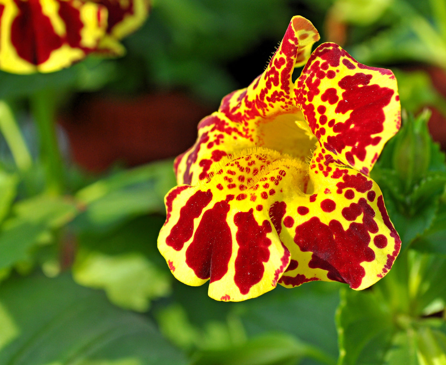 250 Tiger Monkey Flower (Mimulus Tigrinus) Seeds