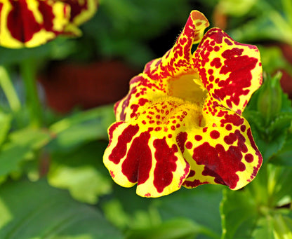 250 Tiger Monkey Flower (Mimulus Tigrinus) Seeds