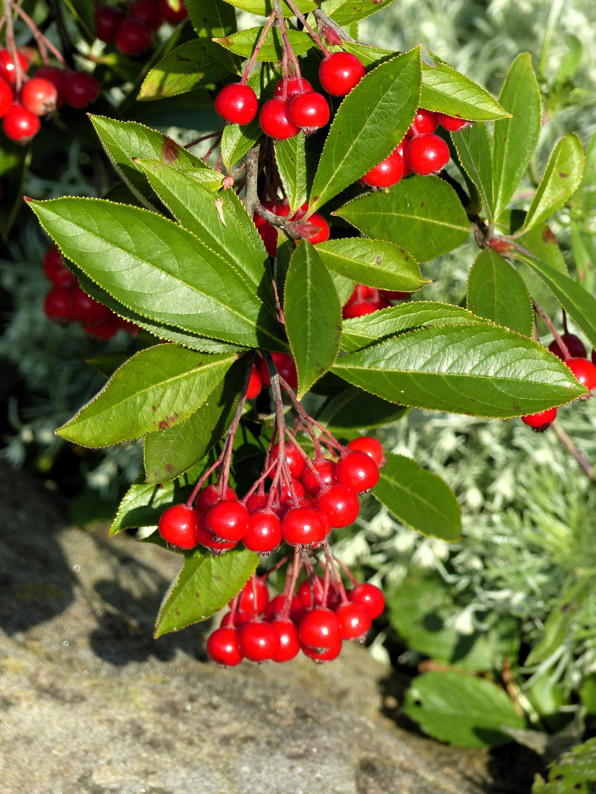 Red Chokeberry (Aronia arbutifolia) Seeds – 50 ct