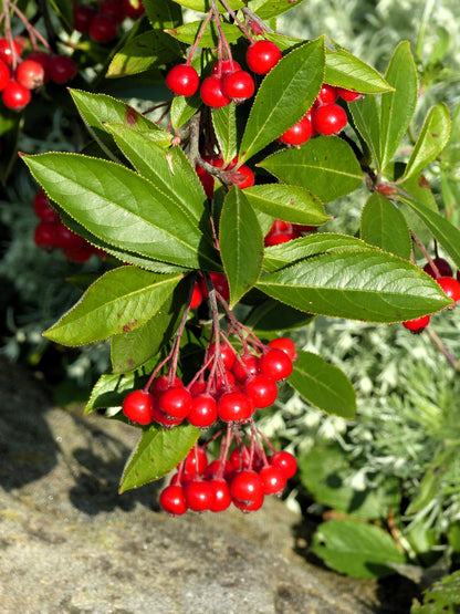 Red Chokeberry (Aronia arbutifolia) Seeds – 50 ct