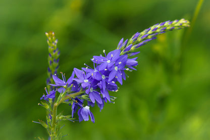 75 Royal Blue Speedwell (Veronica Austriaca Teucrium) Seeds
