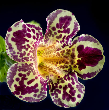 250 Tiger Monkey Flower (Mimulus Tigrinus) Seeds