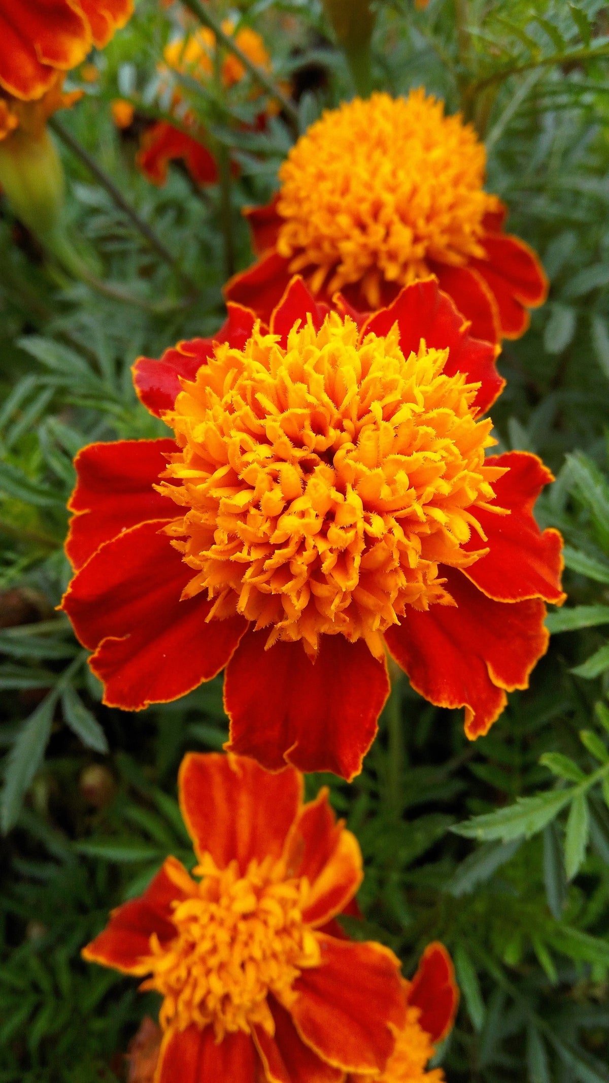 Orange Flame Dwarf French Marigold (Tagetes patula) Seeds – 250 ct