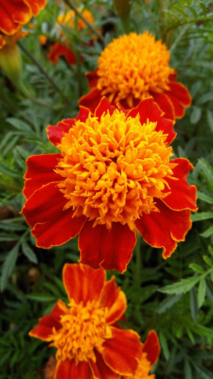Orange Flame Dwarf French Marigold (Tagetes patula) Seeds – 250 ct