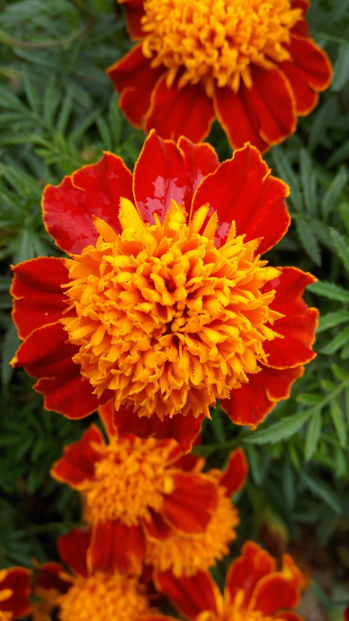Orange Flame Dwarf French Marigold (Tagetes patula) Seeds – 250 ct