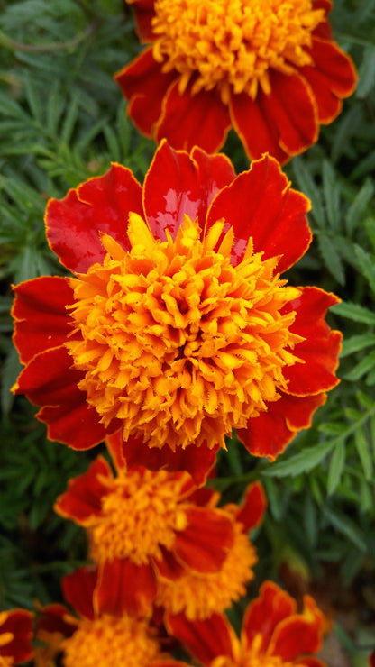 Orange Flame Dwarf French Marigold (Tagetes patula) Seeds – 250 ct