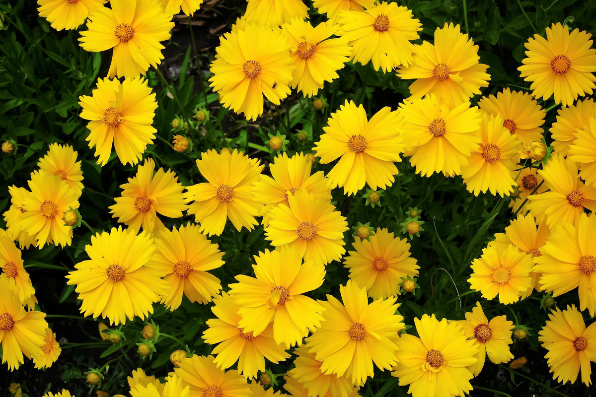 Lanceleaf Coreopsis (Coreopsis lanceolata) Seeds – 1,000 ct