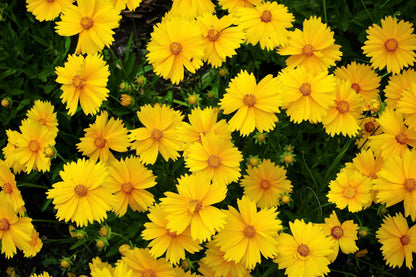 Lanceleaf Coreopsis (Coreopsis lanceolata) Seeds – 1,000 ct