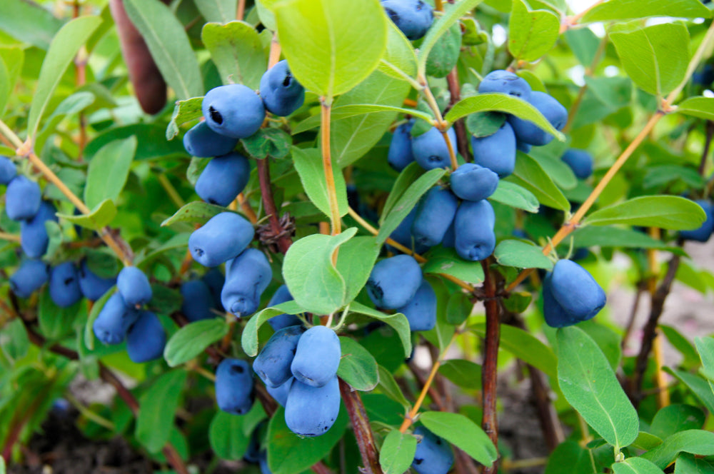 Honeyberry (Lonicera caerulea) Seeds – 30 ct