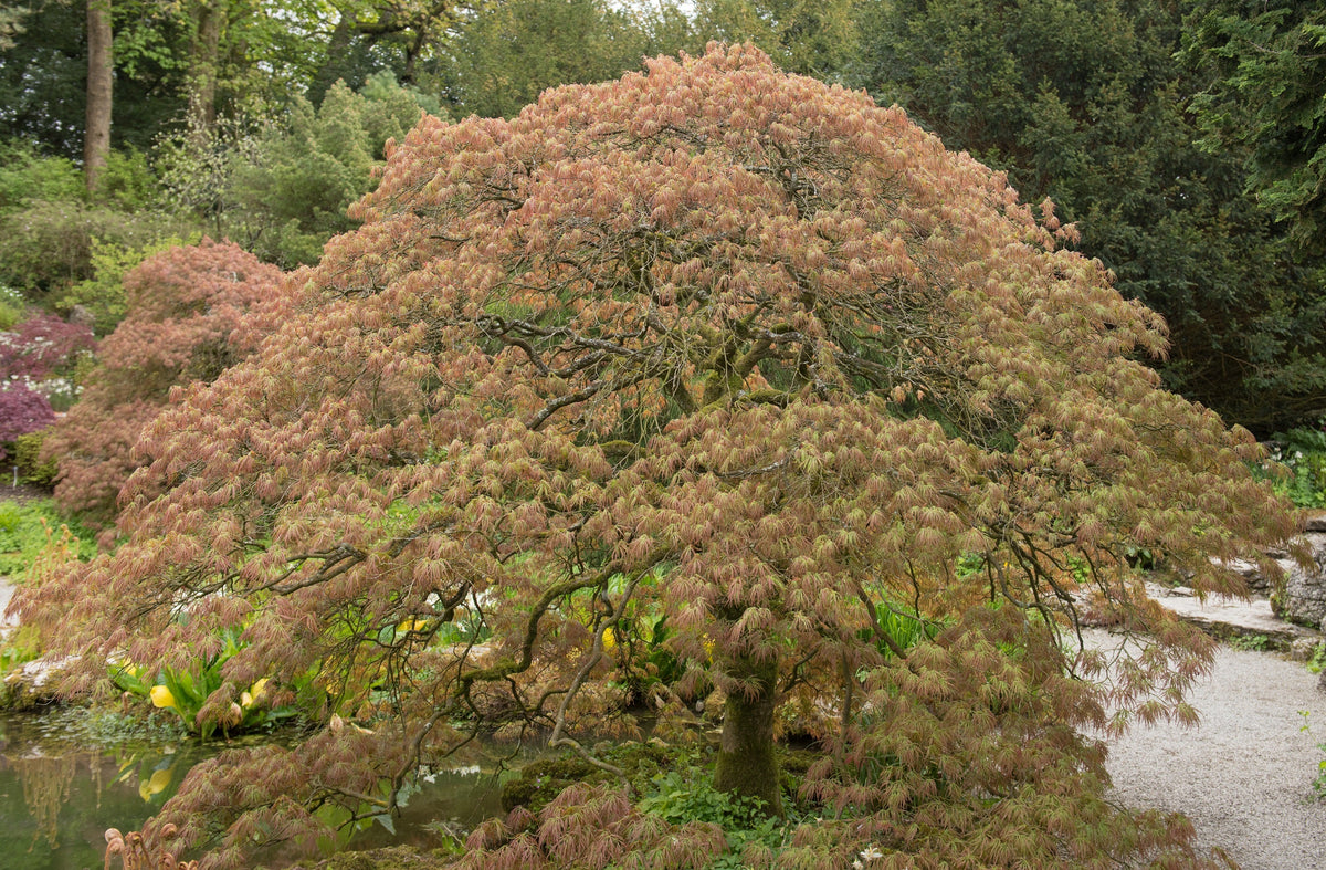 10 WEEPING LACELEAF MAPLE Japanese Acer Palmatum Dissectum Green Yellow Red Tree Seeds