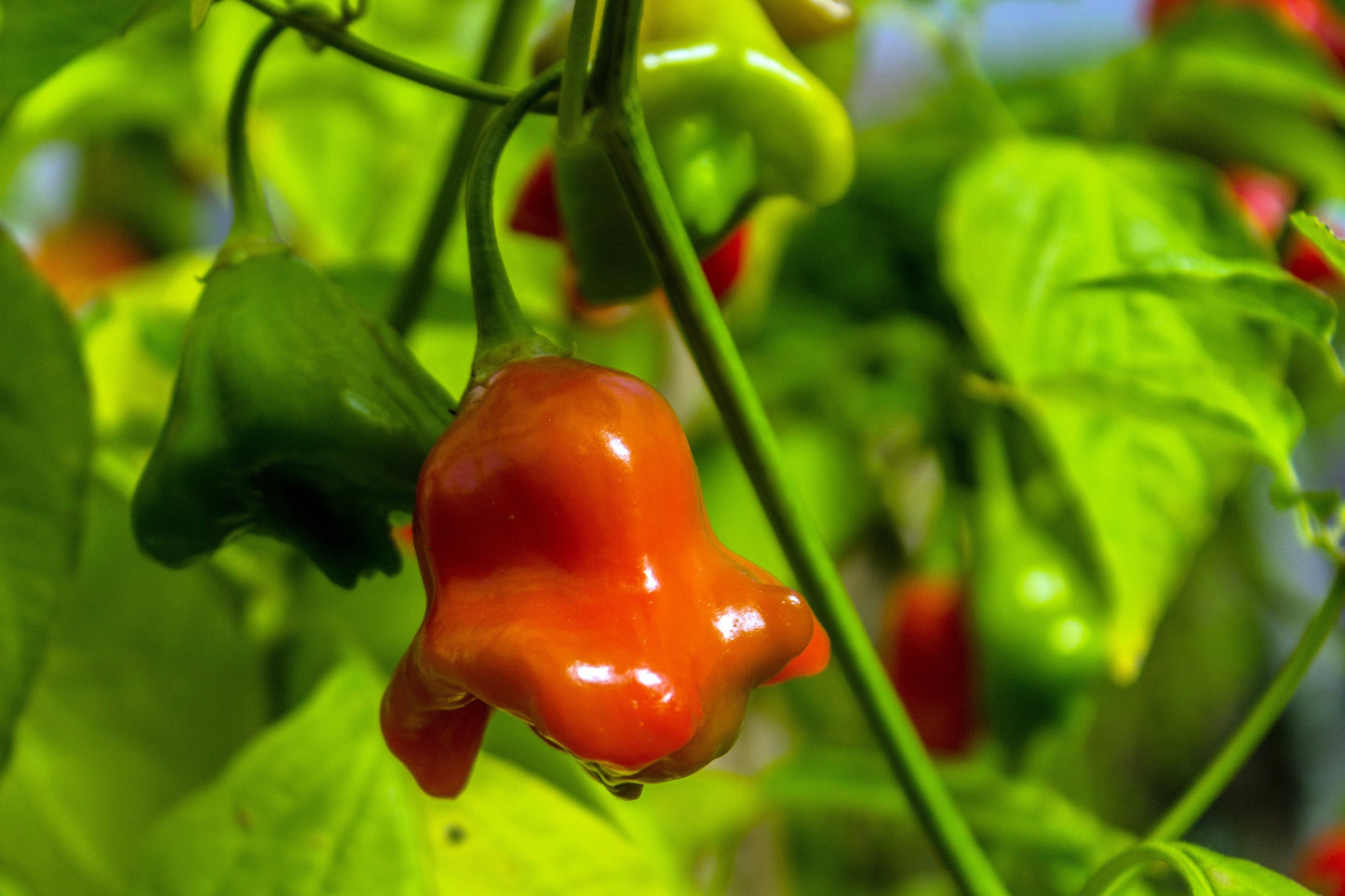 50 Sambuchi Pepper (Capsicum Baccatum) Seeds