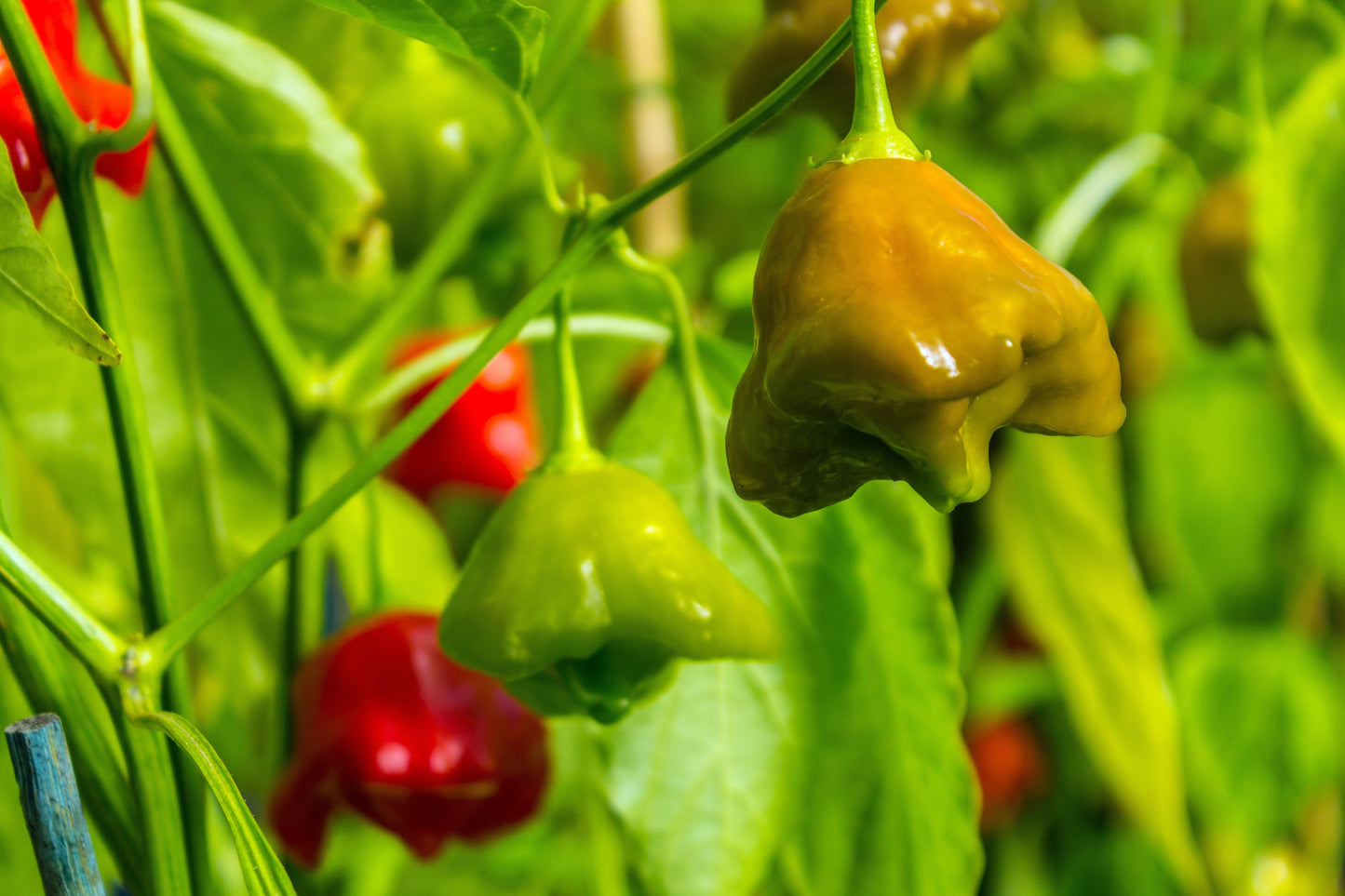 50 Sambuchi Pepper (Capsicum Baccatum) Seeds