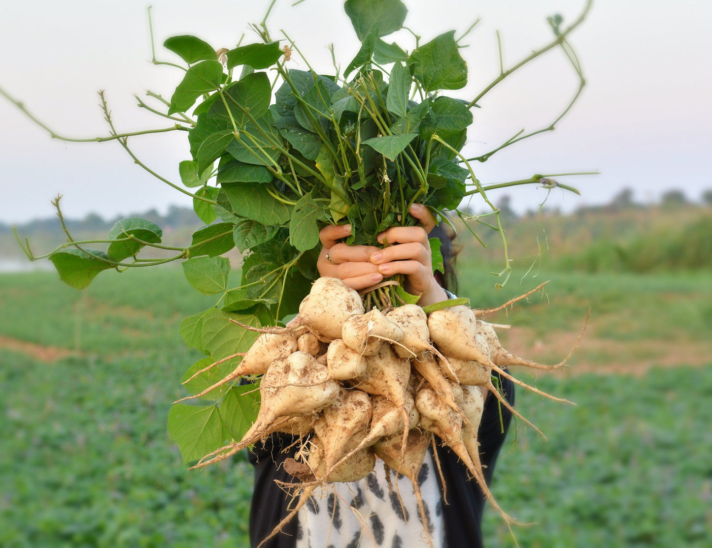 20 Jicama (Pachyrhizus Erosus) Seeds