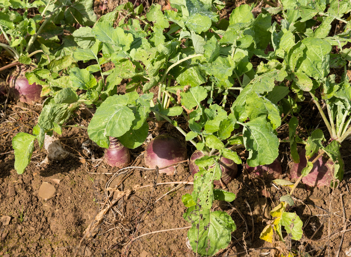 3000 Laurentian Rutabaga (Brassica Napus) Seeds