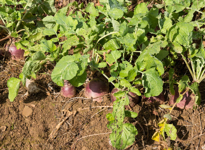 3000 Laurentian Rutabaga (Brassica Napus) Seeds