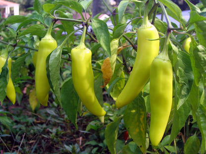 Sweet Banana Pepper (Capsicum annuum) Seeds – 250 ct