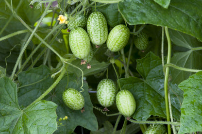 10 Cucamelon (Melothria Scabra) Seeds