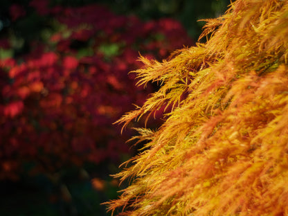 10 WEEPING LACELEAF MAPLE Japanese Acer Palmatum Dissectum Green Yellow Red Tree Seeds