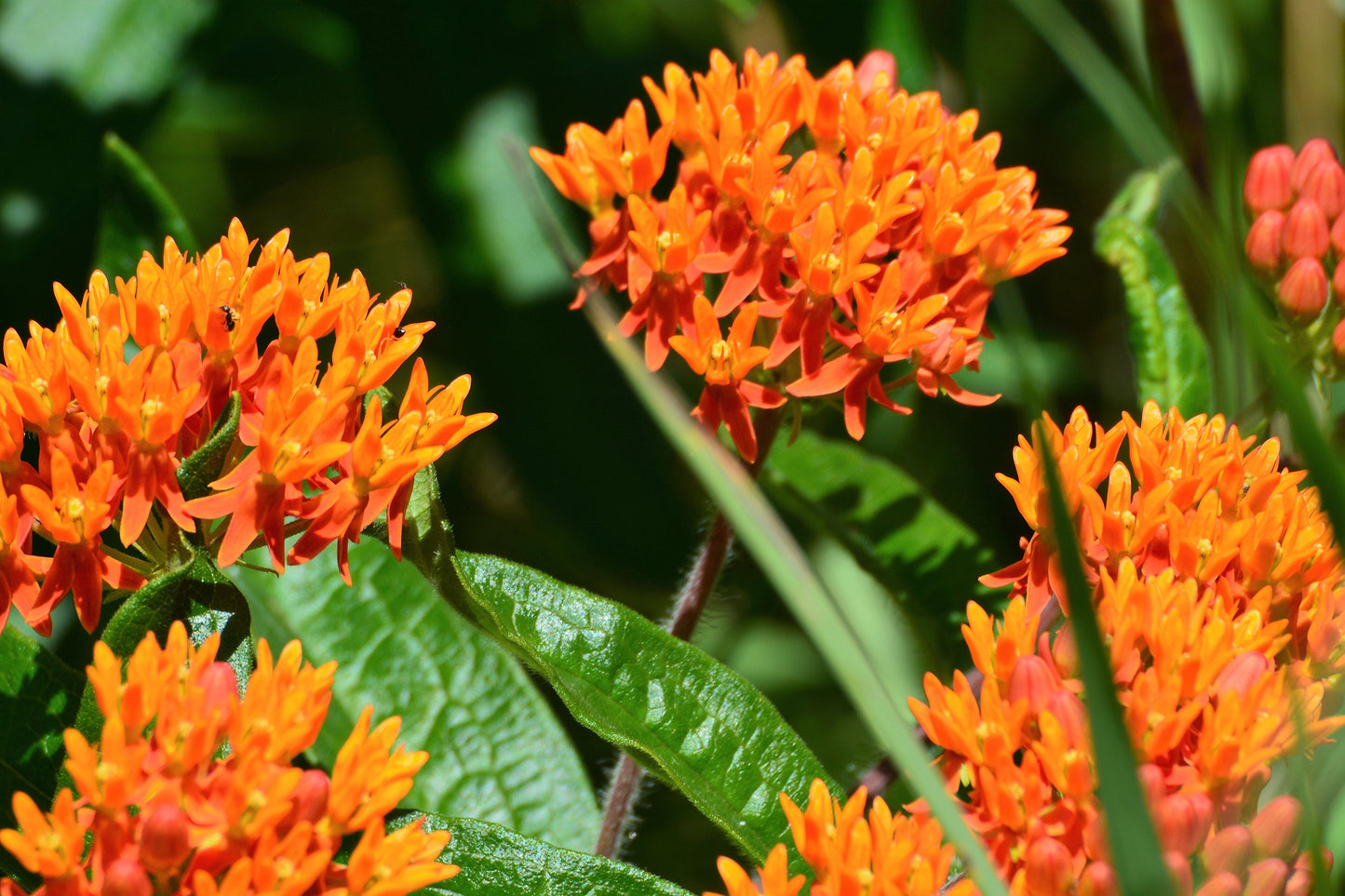 10 'Gay Butterflies' Milkweed (Asclepias Tuberosa) Seeds