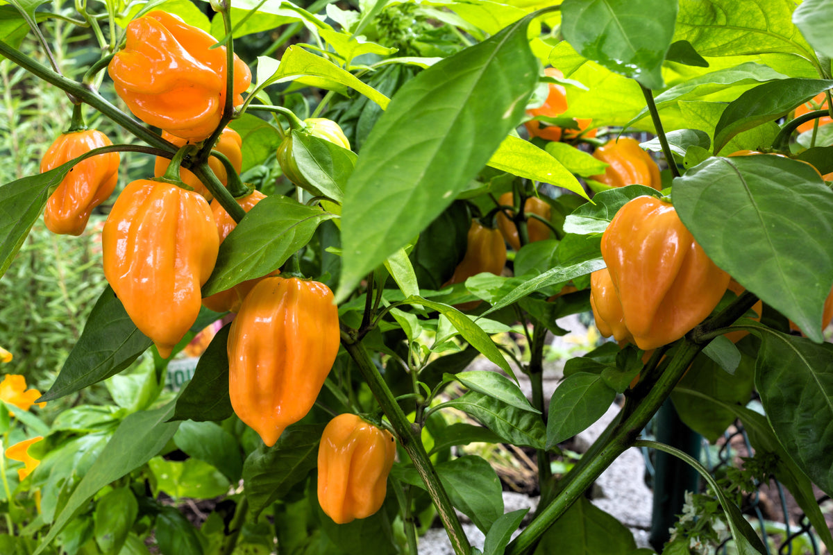 50 Hot ORANGE HABANERO PEPPER Capsicum Chinense Vegetable Seeds