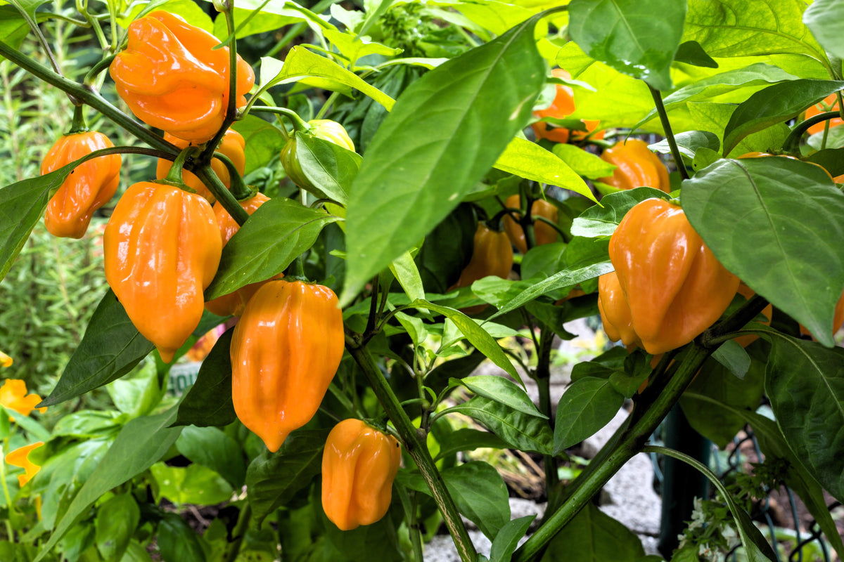Mixed Habanero Pepper (Capsicum chinense) Seeds – 50 ct