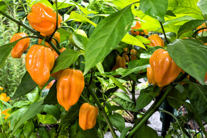 Mixed Habanero Pepper (Capsicum chinense) Seeds – 50 ct