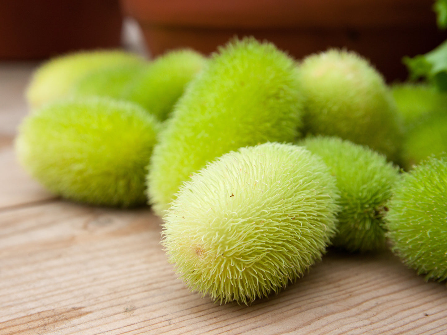 10 Wooly Bear Gourd (Cucumis Dipsaceus) Seeds