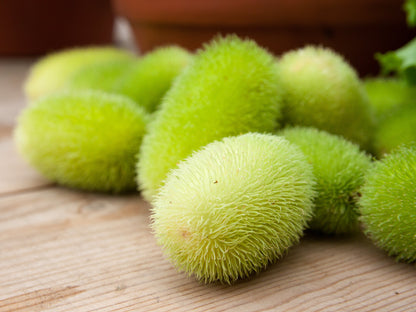 10 Wooly Bear Gourd (Cucumis Dipsaceus) Seeds