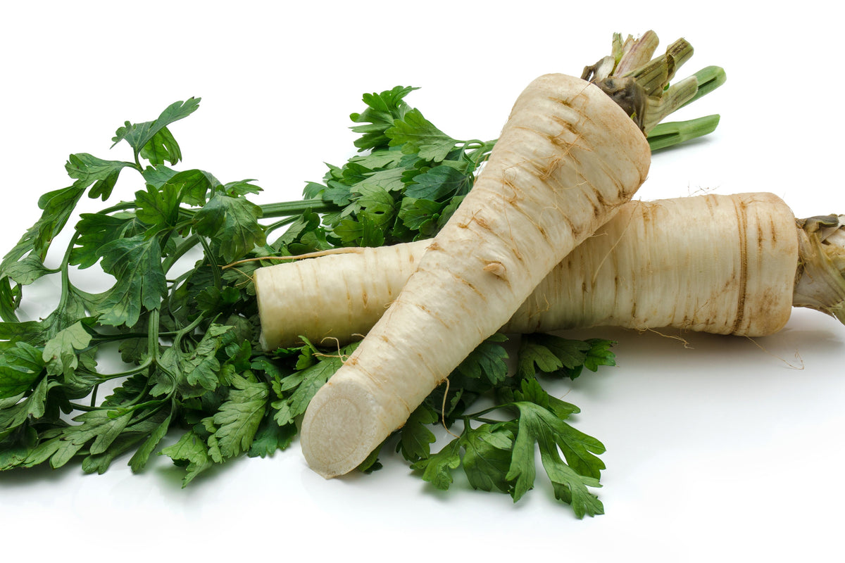 Hamburg Rooted Parsley (Petroselinum crispum var. tuberosum) Seeds – 1,000 ct