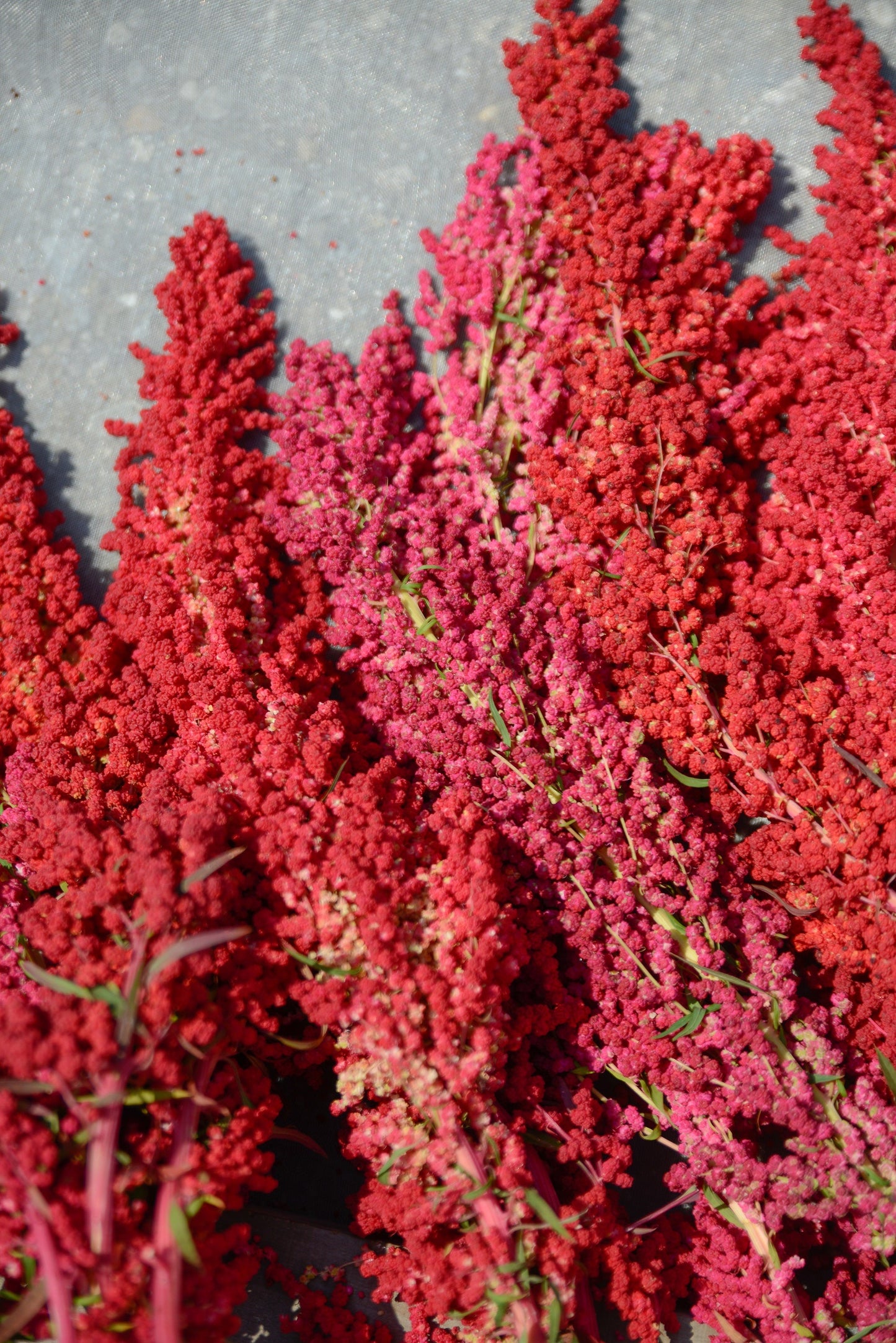 100 Red Head Quinoa (Chenopodium Quinoa) Seeds