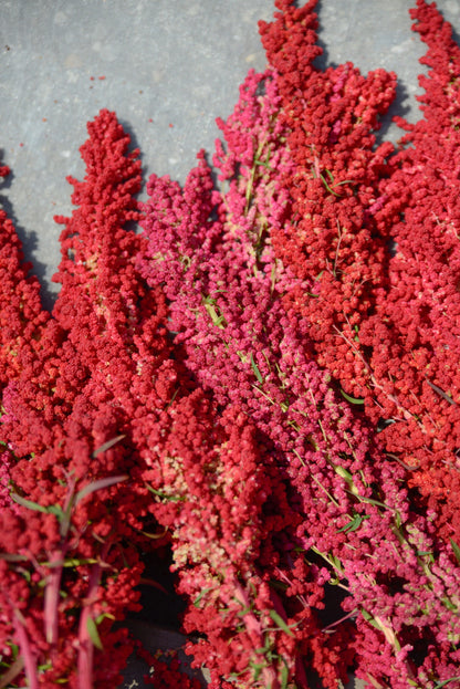 100 Red Head Quinoa (Chenopodium Quinoa) Seeds