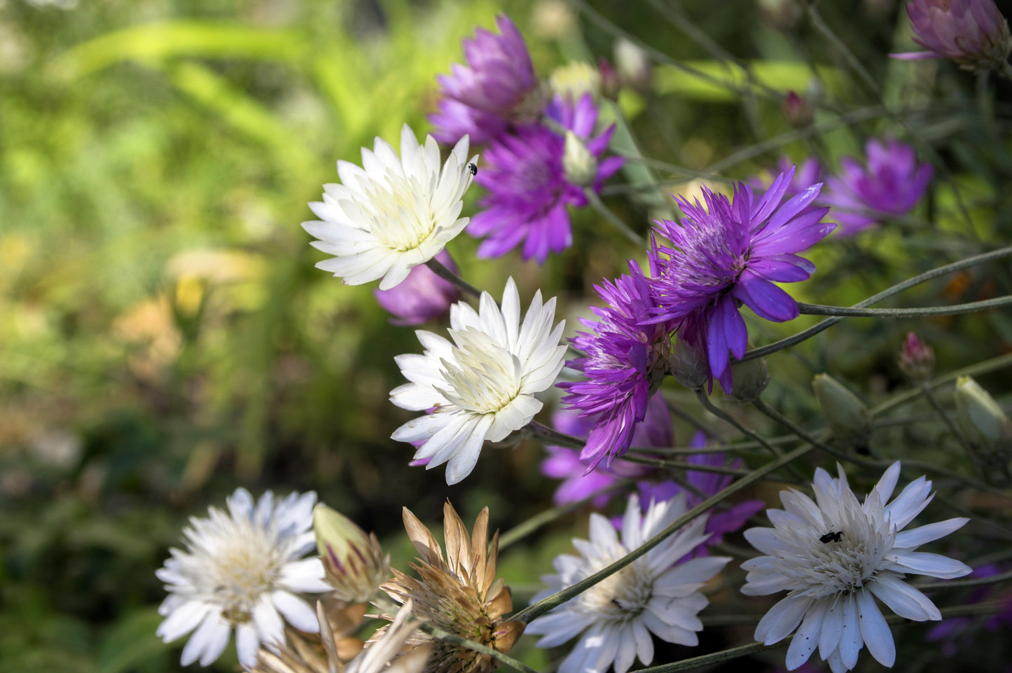 300 Immortelle (Xeranthemum) Seeds