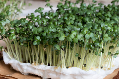 1000 Yellow Mustard (Brassica Juncea) Seeds