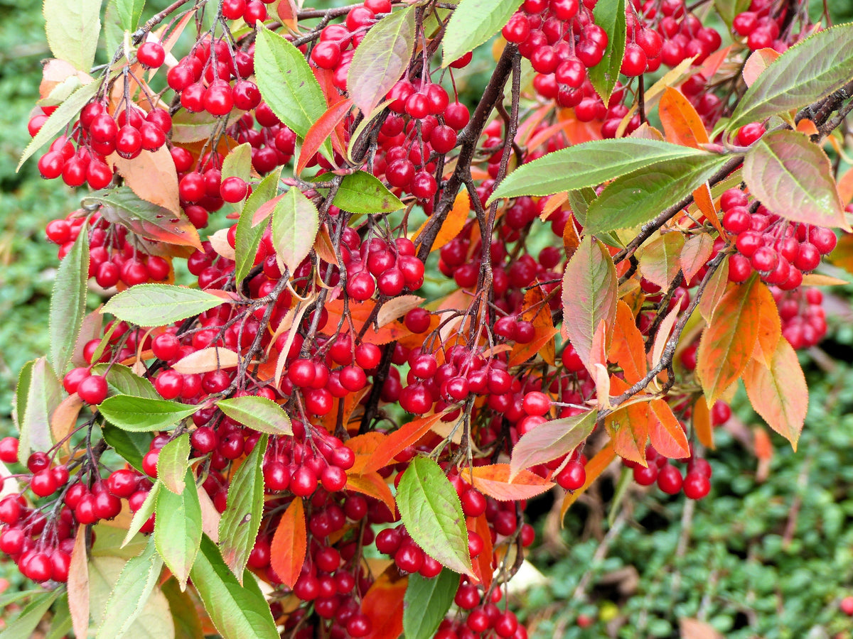 Red Chokeberry (Aronia arbutifolia) Seeds – 50 ct