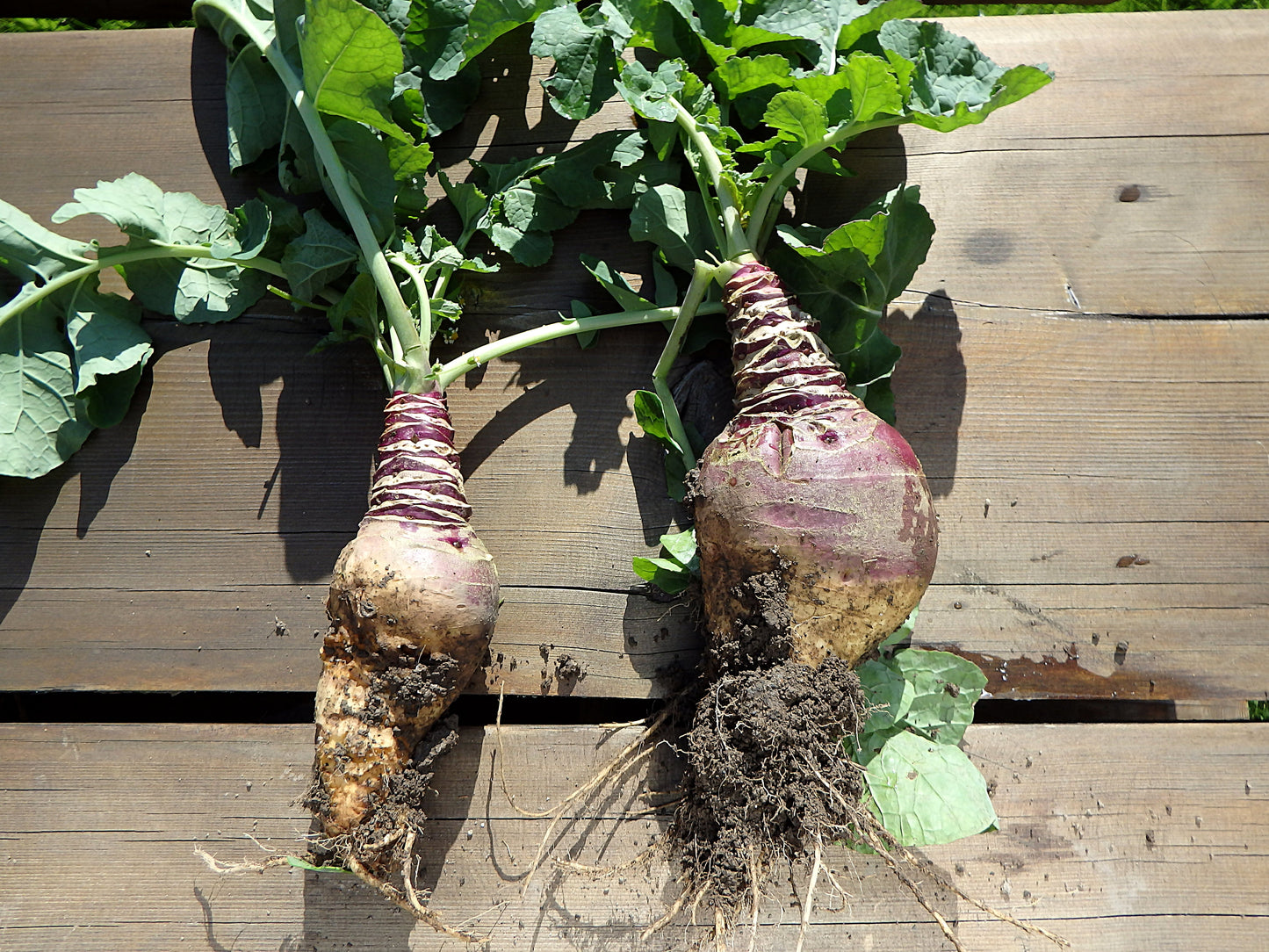 3000 Laurentian Rutabaga (Brassica Napus) Seeds